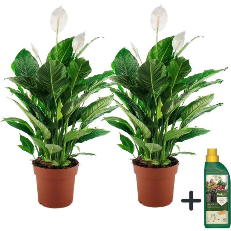 Plant In A Box - Fleur de lune - Set de 2 - Spathiphyllum 'Lima' - Hauteur 60-75cm - ⌀17cm