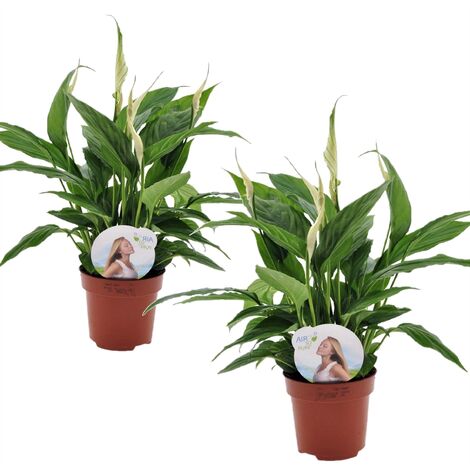 Spathiphyllum 'Spoonplant' - Set de 2 - Pot 12cm - Hauteur 30-40cm