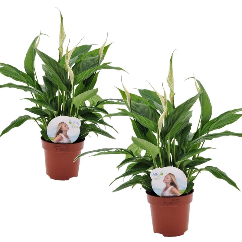 Plant In A Box - Spathiphyllum 'lys de la paix' - Set de 2 - Pot 12cm - Hauteur 30-40cm - Blanc