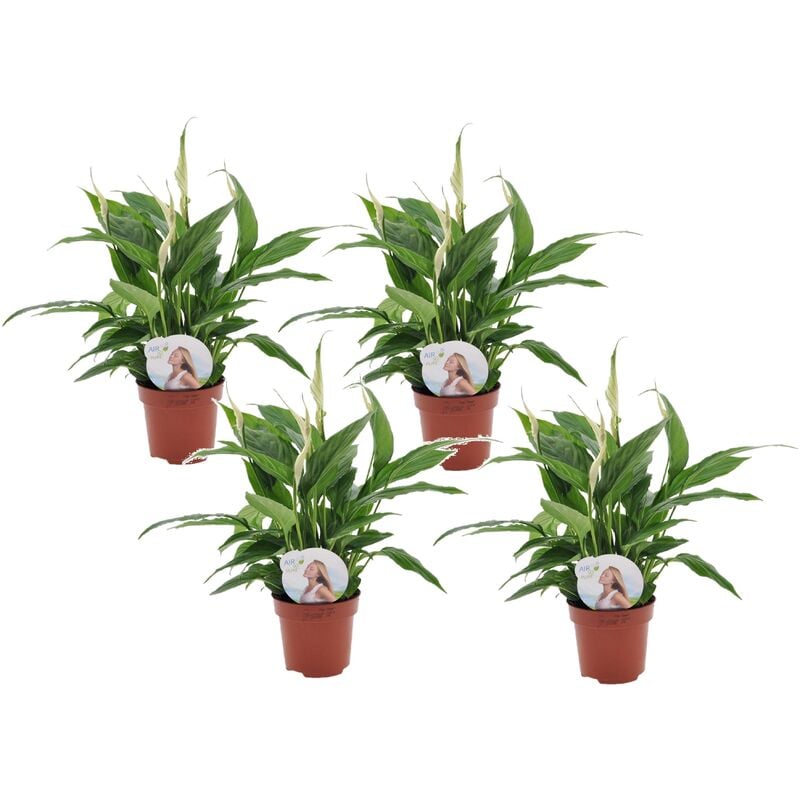 Plant In A Box - Spathiphyllum 'lys de la paix' - Set de 4 - Pot 12cm - Hauteur 30-40cm - Blanc