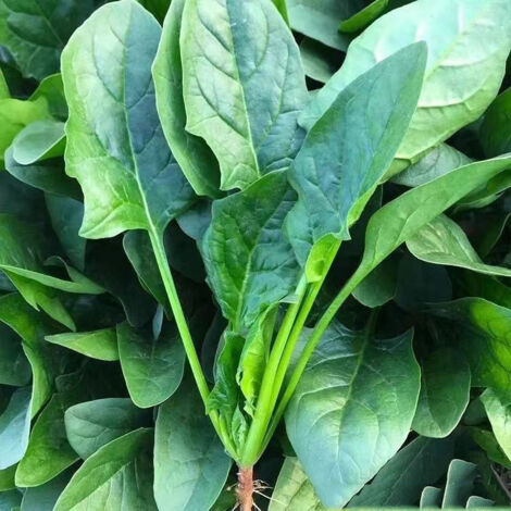 Spinach – 100 Seeds – Leaf Vegetable – Easy Sowing – Garden Bed