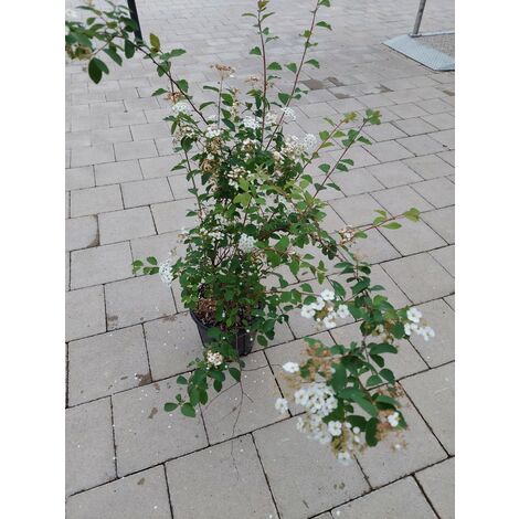 Spiraea
