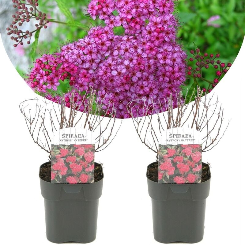 Plant In A Box - Spirée japonaise 'Rose foncé' - Set de 2 - Pot 17cm - Hauteur 25-40cm - Rouge