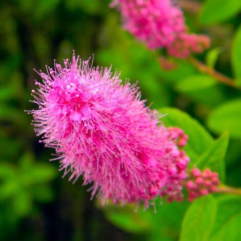 Spirée d'été (Spiraea billardii)