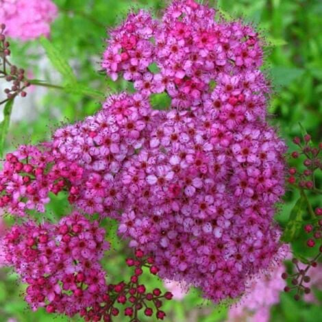 Spirée du Japon 'Anthony Waterer' (Spiraea Japonica 'Anthony Waterer')