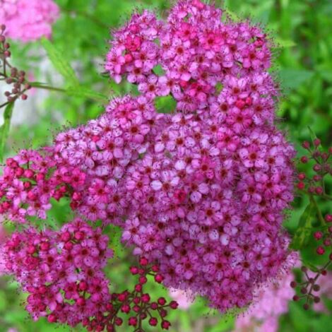 Spirée du Japon 'Anthony Waterer' (Spiraea Japonica 'Anthony Waterer') - Godet - Taille 13/25cm