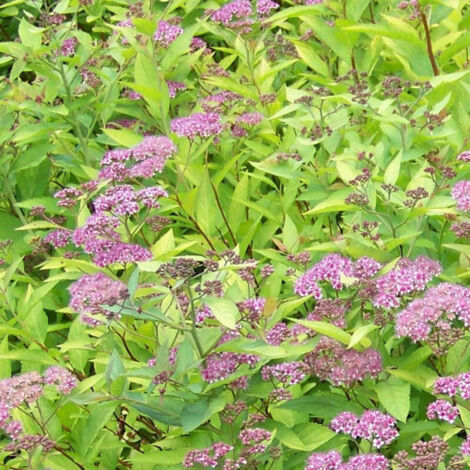Spirée du Japon Firelight, Spiraea/Pot de 1,5L - 10/20 cm