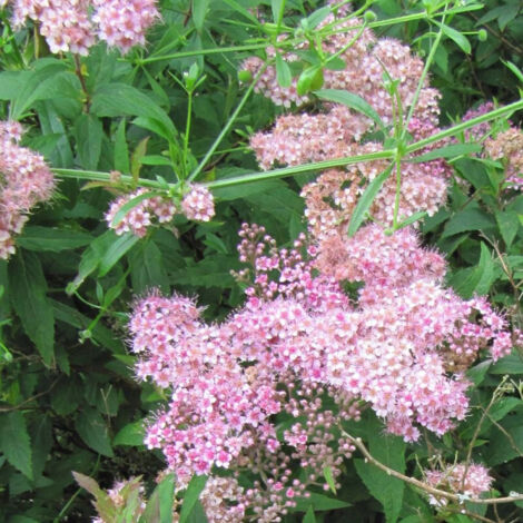 Spirée du Japon Manon, Spiraea/Pot de 1,5L - 20/40 cm