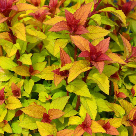 Spirée du Japon Merlo® Star 'Davcpo01', Spiraea/Pot de 1,5L - 20/50 cm