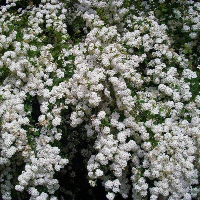 Pepinières Naudet - Spirée du Japon 'Snowmound' (Spiraea Japonica 'Snowmound') - Godet - Taille 15/30cm
