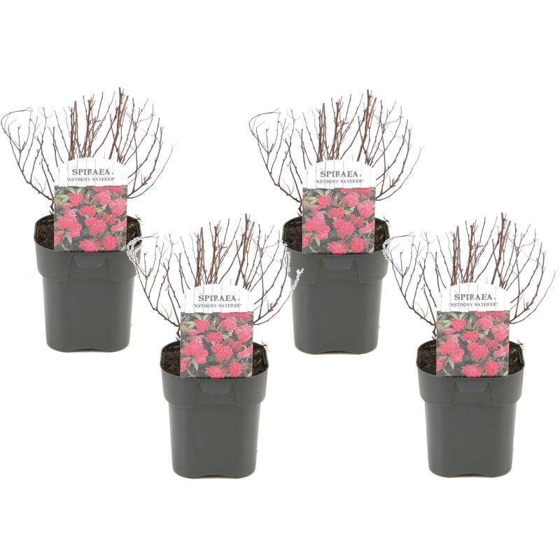 Plant In A Box - Spirée japonaise 'Rose foncé' - Set de 4 - Pot 17cm - Hauteur 25-40cm - Rouge