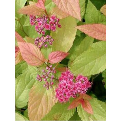 Spirée japonaise 'Firelight' Godet de 8/9 cm