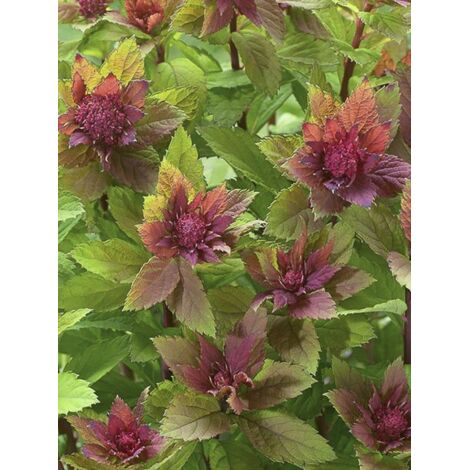 Spirée japonaise 'Sparkling Champagne ' Pot de 3L/4L
