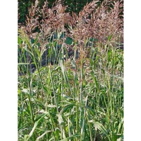 Spodiopogon sibiricus 'West Lake' Godet de 8/9 cm