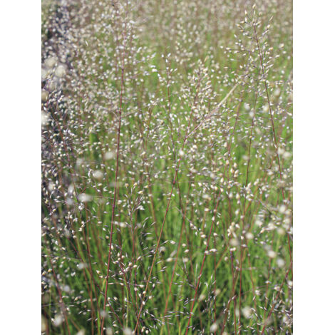 Sporobolus 'Cloud' Godet de 8/9 cm