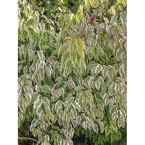 Stachyrus chinensis 'Joy Forever' Pot de 7,5L/10L