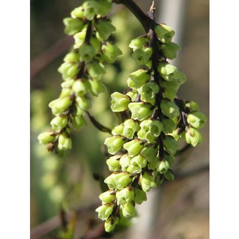 Stachyurus chinensis 'Celina' Pot de 7,5L/10L