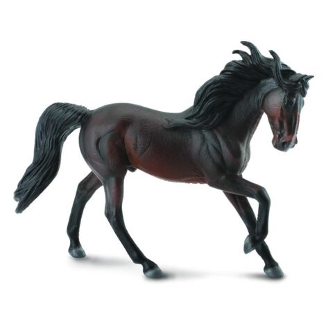 Stallone andaluso color baio
