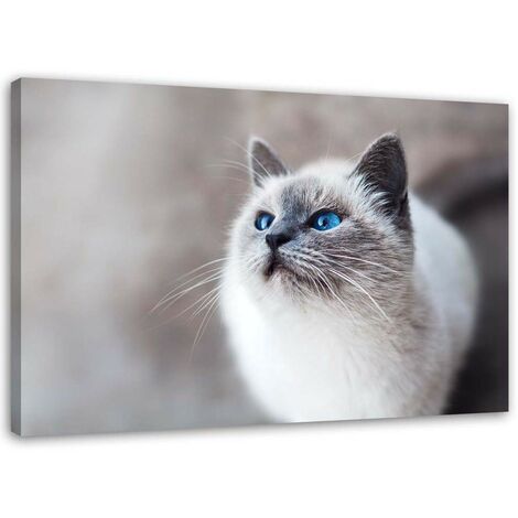 Stampa su tela, Gatto siberiano - 60x40