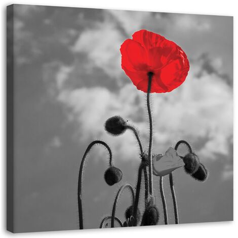 Stampa su tela, Papavero in fiore - 60x60