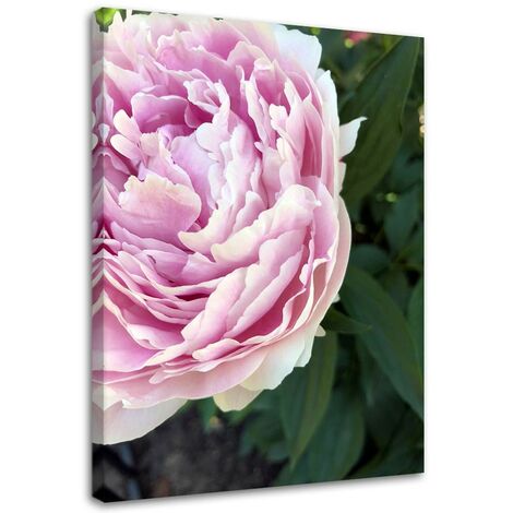 Stampa su tela, Primo piano di una peonia rosa - 60x90