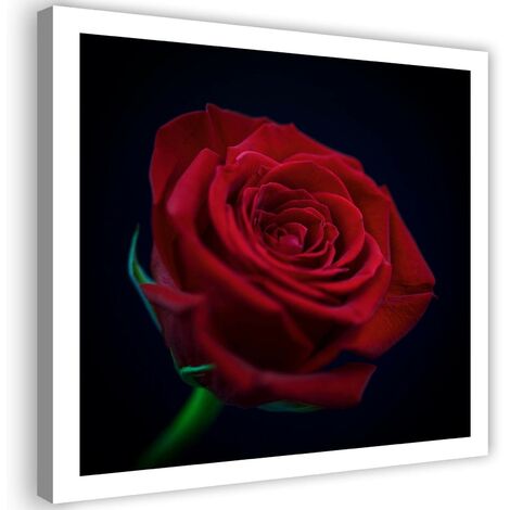 Stampa su tela, Rosa rossa nel buio - 40x40