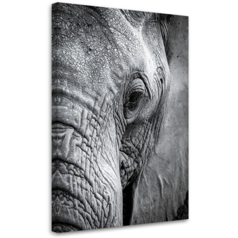 Stampe su Tela, Elefante africano bianco e nero, 60x90