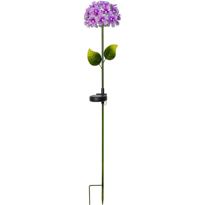 Hortensia piquet solaire, rose - Star Trading