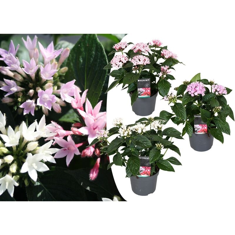 Plant In A Box - Starcluster Pentas - Rubiaceae - Mélange de 3 - Pot 13cm - Hauteur 25-45cm - Violet