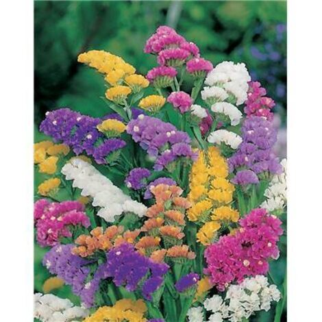 STATICE SINUATA - 1 G - BOUQUET SEC