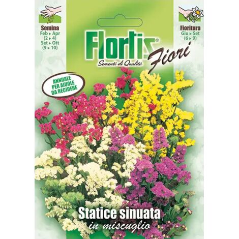 STATICE SINUATA MIX
