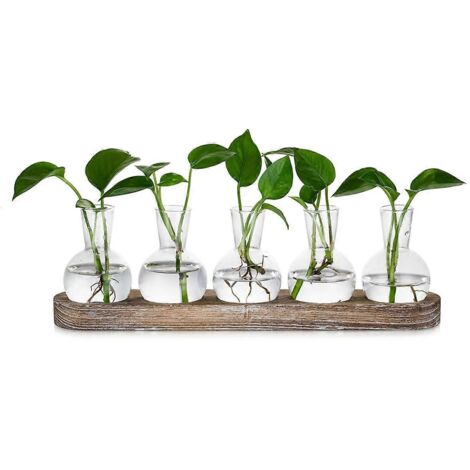 Station de propagation, vases en verre décoratifs : terrarium pour 5 plantes