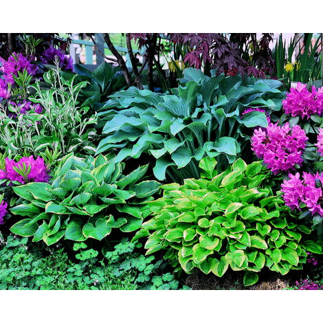 IOVIVO Stauden Sortiment Funkien