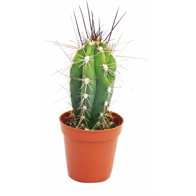 Exotenherz - Stetsonia Coryne - aiguille à coudre cactus - pot de 5,5 cm