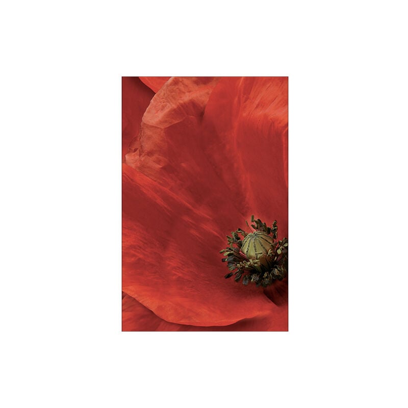 Sticker réfrigérateur et lave vaisselle, coquelicot beauté nature déco, 75 cm x 49 cm