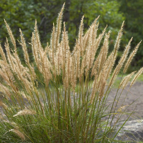 Stipa calamagrostis allgau Pot de 1,5L/2L