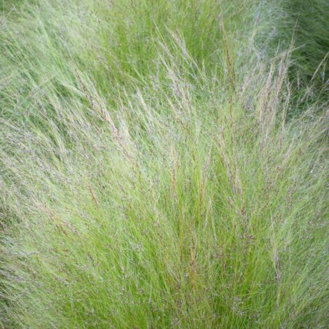 Stipe chevelu - Stipa tenuissima pot 3L