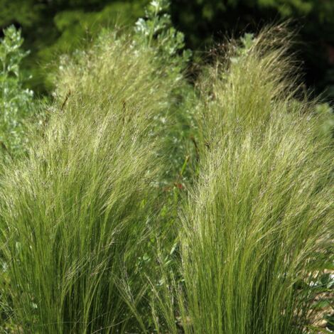 Stipe géant - Stipa gigantea godet 9cm