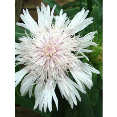 Stokesia laevis 'Alba' Godet de 8/9 cm