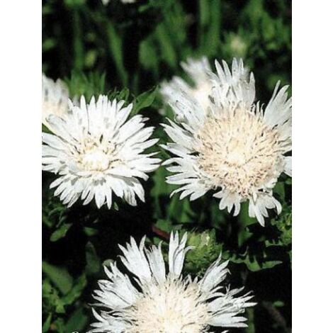 Stokesia laevis 'Träumerei' Godet de 8/9 cm