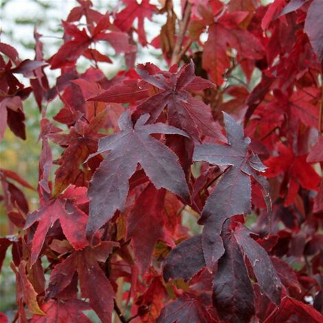 Storace americano "Liquidambar styraciflua" pianta in vaso  15 cm h. 100/150 cm