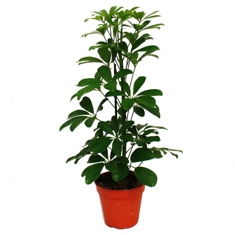 Strahlenaralie Duo - Schefflera - blanc-vert feuillu - pot de 12cm - 2 plantes