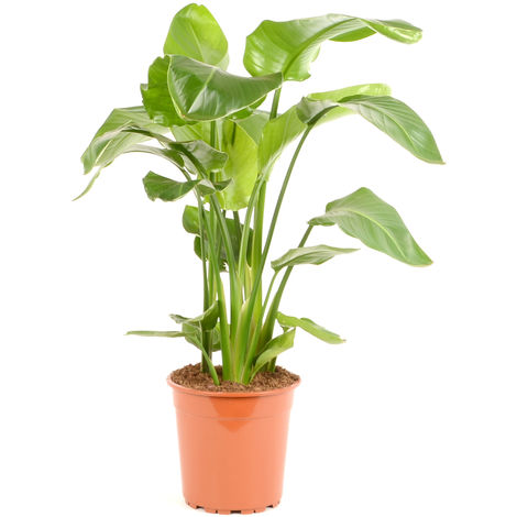 plante detoxifiante chambre