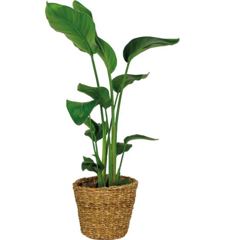 Strelitzia Nicolai Incl. Panier Jonc de Mer - Purificateur d'air - ⌀19 cm - ↕80-90 cm - Green