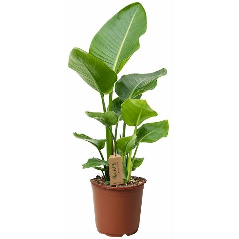 Plant In A Box - Strelitzia Nicolai - Plante Oiseau de Paradis - Pot 17cm - Hauteur 55-70cm - Vert