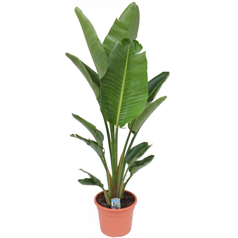 Plant In A Box - Strelitzia Nicolai xxl - Plante oiseau de paradis - Pot 28cm - Hauteur 150-170cm - Vert