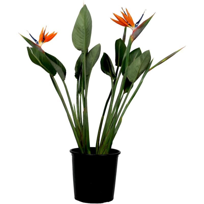 Plant In A Box - Strelitzia Reginea - Plante oiseau du paradis - ⌀27cm - Hauteur 80-100cm - Orange