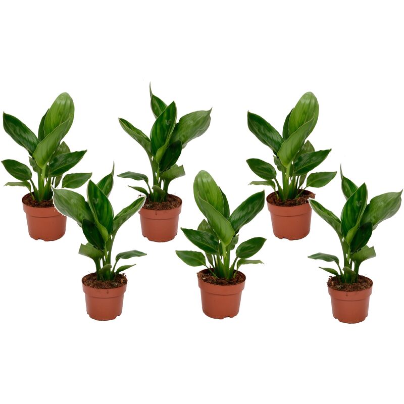 Plant In A Box - Strelitzia Reginea plante Oiseau de Paradis - Set de 6 - ⌀9cm - Hauteur 25-40cm - Orange