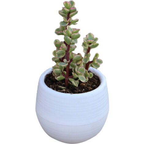 Succulent Pot Mini Semis Fleur Conteneur Pot De Fleur En Plastique Pour Jardin Cour Balcon Blanc