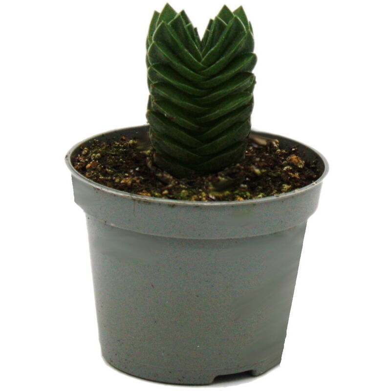 Exotenherz - Succulente - Crassula Buddha's Temple - mini feuilles épaisses - pot de 6cm